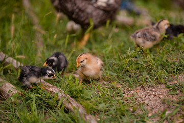 small and white chickens through the green grass in the yard. gallus gallus tiny birds feeding at the farm