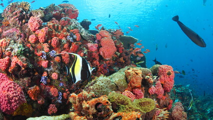 Fish swimming above coral reef in Komodo