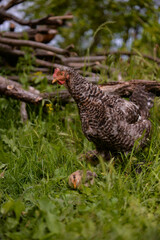 the hen feeding the young chicks through the green grass. gallus gallus birds at the farm in the nature. natural feeding poultry at the village