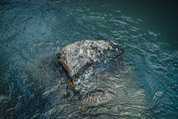 Nature background of deep green lake with stone. Texture of dark blue calm water of lake. Meditative ripples on water surface. Boulder with lichens in clear dark turquoise water. Deep lake fragment.