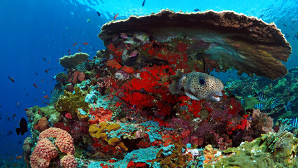 Pufferfish swimming above pristine coral reef