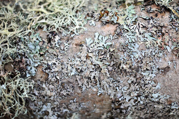 Moss Closeup