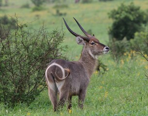 Waterbuck showing its target