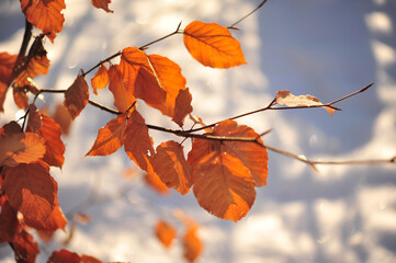 Brown Leaves