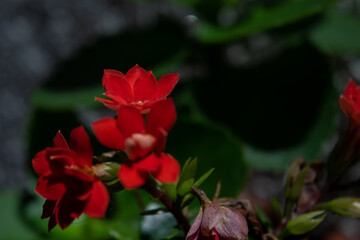 little red flower, green leaves, on a blurred background; nature concept