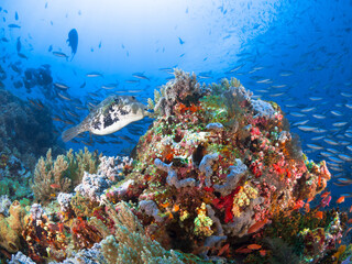 Naklejka na ściany i meble Pufferfish swimming above pristine coral reef
