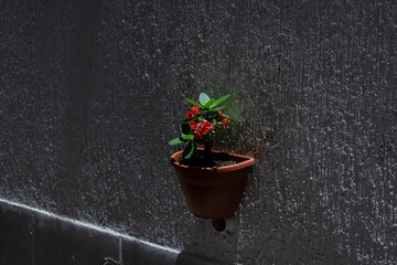 little red flower in brown pot on a white wall