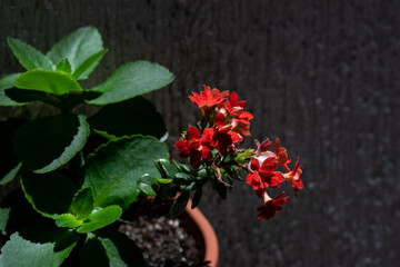 little red flower, green leaves, on a blurred background 