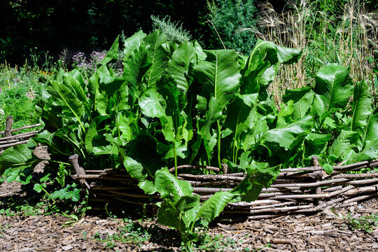 Large green leaves of horseradish plant in a herbs garden in a sunny autumn day.