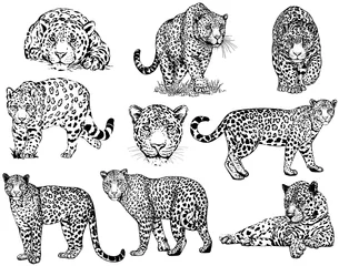 Foto op Plexiglas Set of hand drawn sketch style leopards isolated on white background. Vector illustration. © Ecaterina Sciuchina