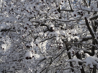 Hawthorn red berries under snow frozen.Sunny winter day