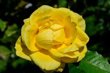 Close up of one large and delicate vivid yellow rose in full bloom in a summer garden, in direct sunlight, with blurred green leaves in the background.