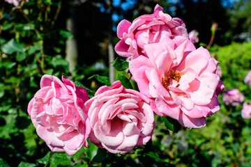 Many large and delicate vivid pink roses in full bloom in a summer garden, in direct sunlight, with blurred green leaves in the background.