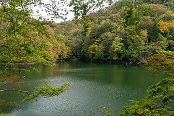 Fototapeta na wymiar 青森県　白神山地　十二湖のブナ林