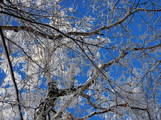 Tops and crowns of trees covered with snow against the blue sky, frozen trees in the forest sky background, winter forest landscape on a frosty day, tree branches covered hoarfrost with white snow