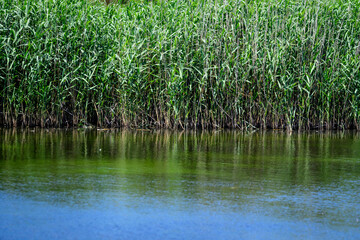 Obraz premium Summer landscape with clear water in lake, trees and birds in Delta Vacaresti in Bucharest, Romania, wild nature in a beautiful sunny spring day.