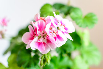 Group of vivid pink Pelargonium flowers (commonly known as geraniums, pelargoniums or storksbills) and fresh green leaves in a pot in a garden in a sunny spring day, multicolor natural texture.