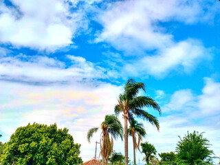Palms and trees under partly sunny day