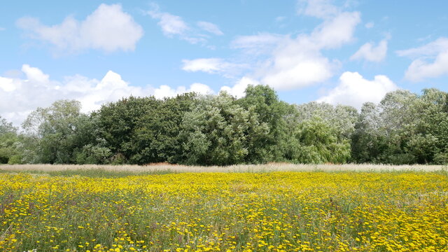 Wildflowers in the meadow, one sunny afternoon
