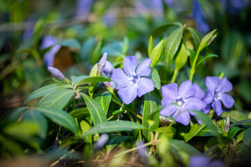 Nice violet flowers vinca on green leaves background spring nature macro