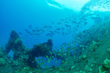 Fish living on a wreck