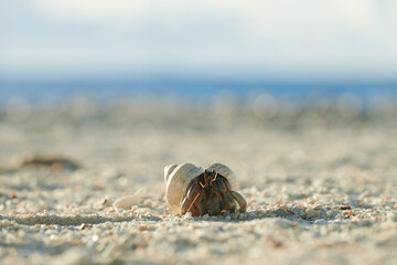 Hermit crabs in the morning sun