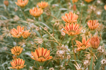 red and yellow flowers