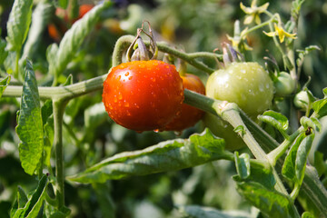 Tomato plant's Branch with flowers, ripe and green cherry tomatoes in a garden. Tomato plant in a garden.