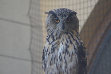 Owl portrait. An owl is looking at the photographer with its orange yellow eyes. The owl is not living in nature. A net is at the background.