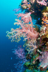 Flowers under the sea