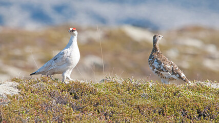 Ptarmigan male and female lagopus muta islandorum on Iceland
