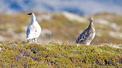Ptarmigan male and  female lagopus muta islandorum on Iceland