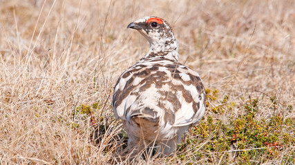 Ptarmigan female lagopus muta islandorum on Iceland
