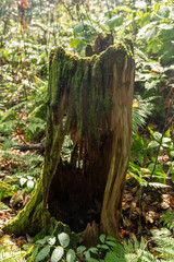 青森県　白神山地　十二湖のブナ林