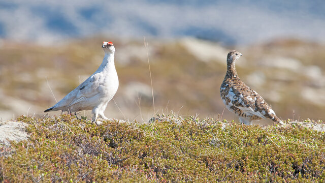 Ptarmigan male and female lagopus muta islandorum on Iceland