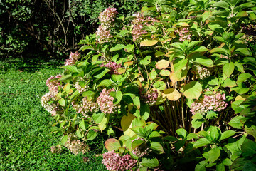 Magenta pink hydrangea macrophylla or hortensia shrub in full bloom in a flower pot, with fresh green leaves in the background, in a garden in a sunny summer day.