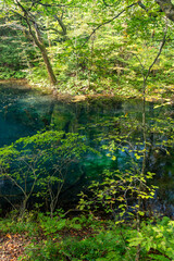 青森県　白神山地　十二湖のブナ林