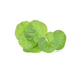 centella asiatica leaves isolated on white background.