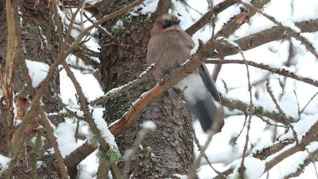 a jay sits on a tree branch in winter and flies away