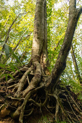 青森県　白神山地　十二湖のブナ林