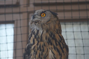 Owl portrait. An owl is looking at the photographer with its orange yellow eyes. The owl is not...