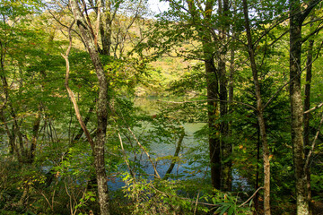 青森県　白神山地　十二湖のブナ林