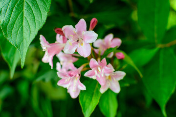 Many vivid pink magenta flowers of Weigela florida plant with flowers in full bloom in a garden in a sunny spring day, beautiful outdoor floral background photographed with soft focus.