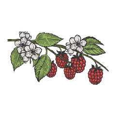 Raspberries branch sketch color engraving vector illustration. Scratch board style imitation. Hand drawn image.