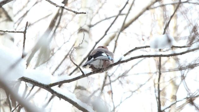 a jay sits on a tree branch in winter and flies away