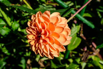 One beautiful large vivid orange dahlia flower in full bloom on blurred green background, photographed with soft focus in a garden in a sunny summer day.