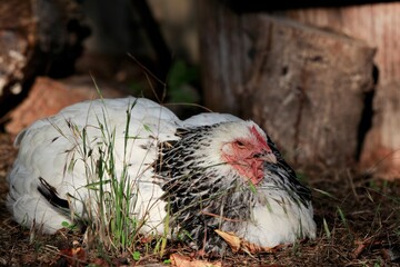 Sundheimer chicken, old domestic animal breeds, traditional breeds 