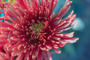 Beautiful  red chrysanthemums close up in autumn Sunny day in the garden. Autumn flowers. Flower head