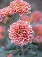 Beautiful  pink chrysanthemums close up in autumn Sunny day in the garden. Autumn flowers. Flower head
