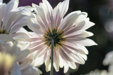 Beautiful  white chrysanthemums close up in autumn Sunny day in the garden. Autumn flowers. Flower head